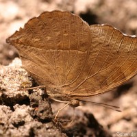 Junonia iphita Cramer, 1779